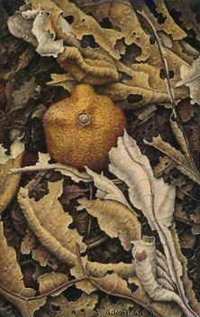Gedroogde mandarijn © Aad Hofman
