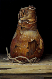 Verdroogde bloembol / Dried flower bulb © Aad Hofman